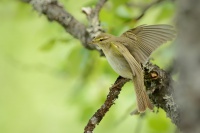 Budnicek vetsi - Phylloscopus trochilus - Willow Warbler 3614